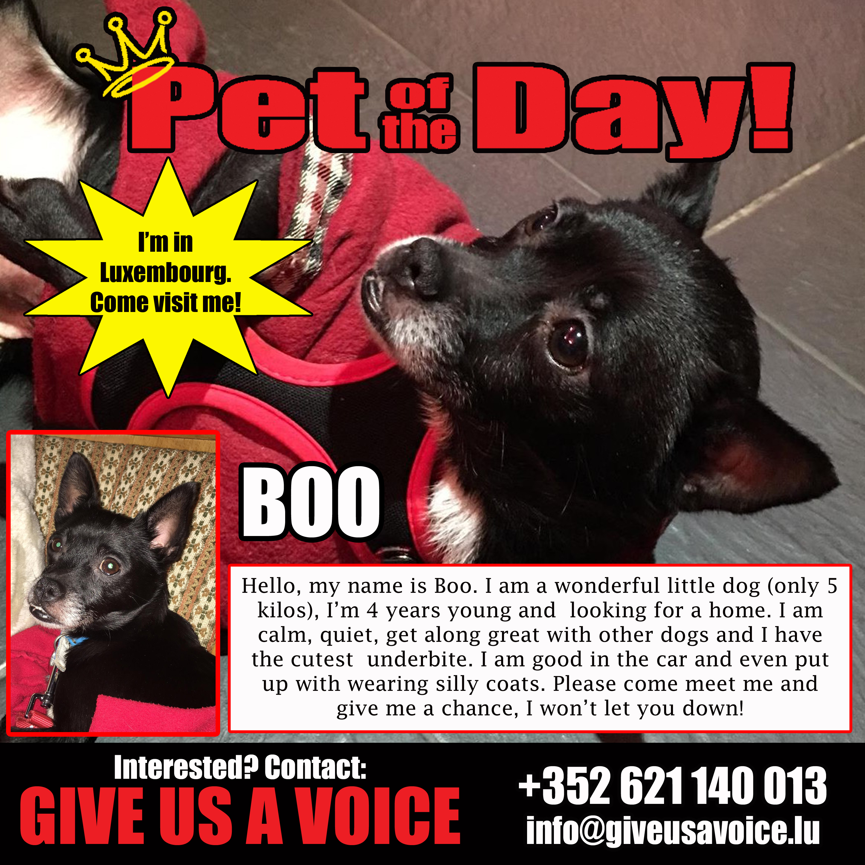 01-15-16 Pet of the Day
