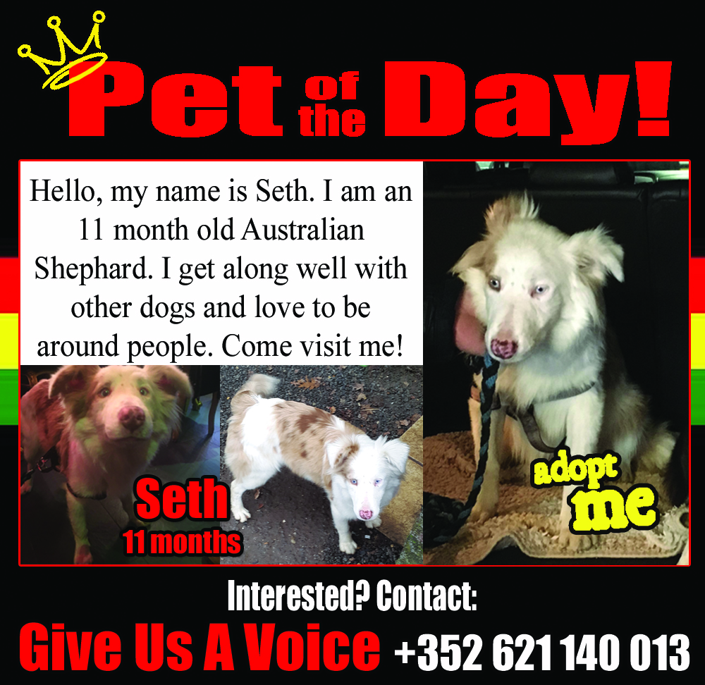 01-29-16 Pet of the Day