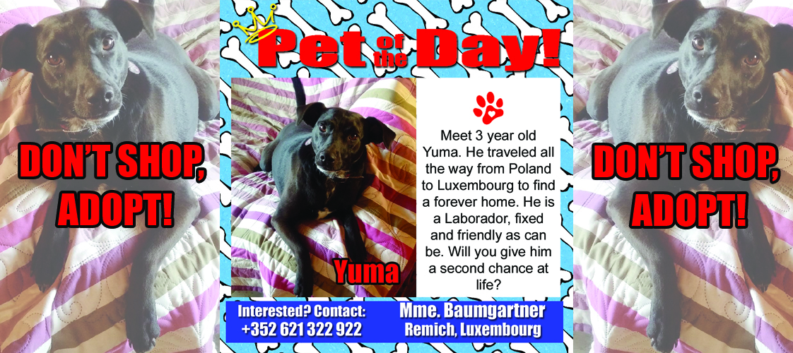 04-21-15 Pet of the Day for website