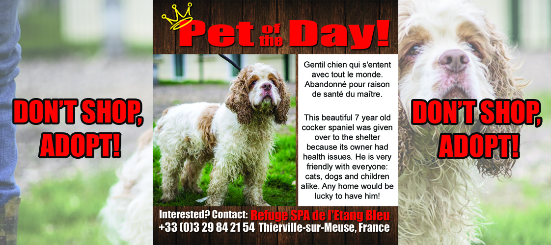 04-22-15 Pet of the Day for website