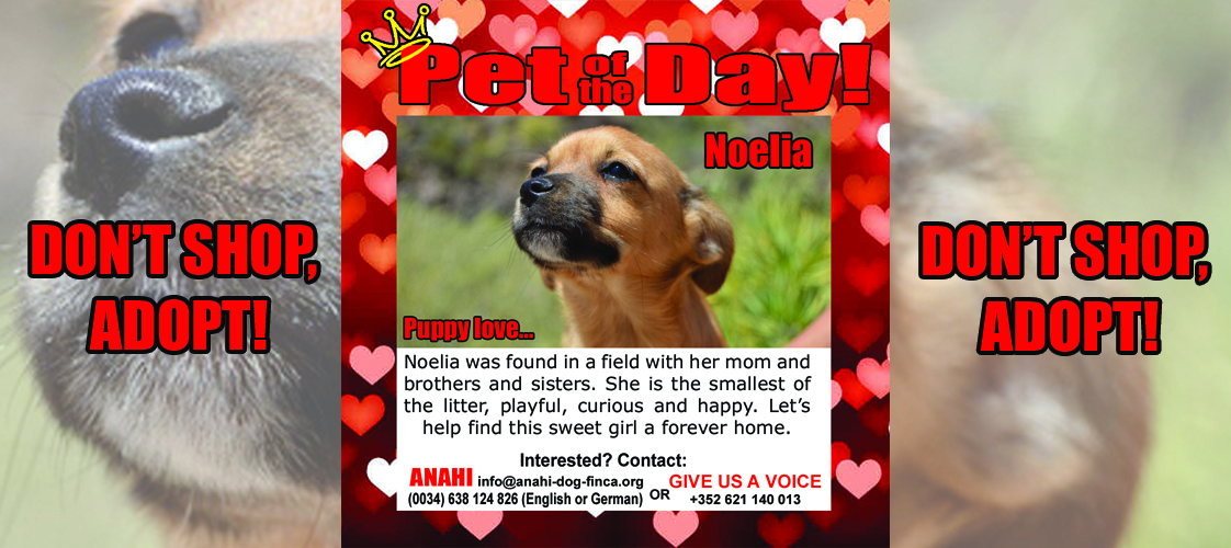 04-24-15 Pet of the Day for website