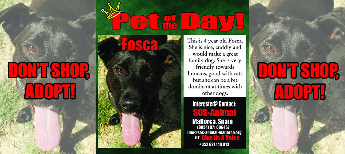 04-27-15 Pet of the Day for website