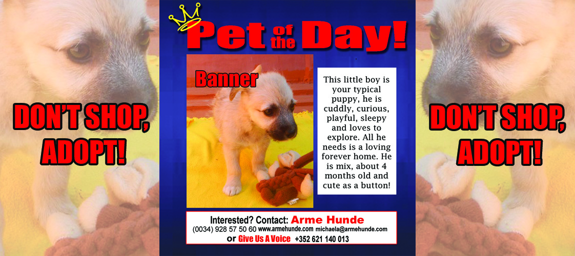 04-28-15 Pet of the Day for website