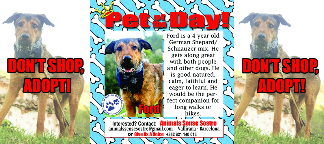 04-30-15 Pet of the Day for website