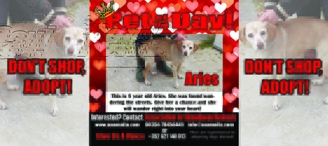 05-01-15 Pet of the Day for website