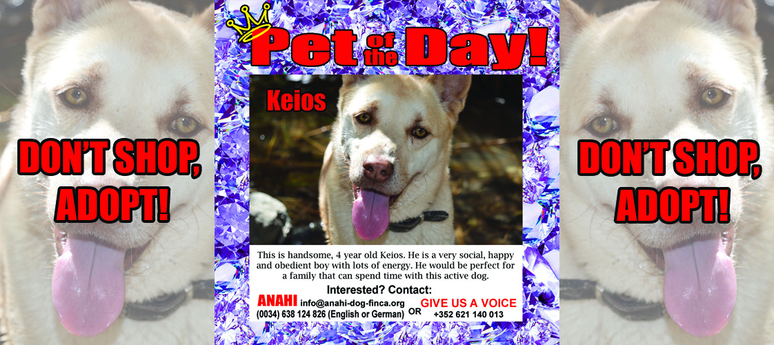 05-06-15 Pet of the Day for website