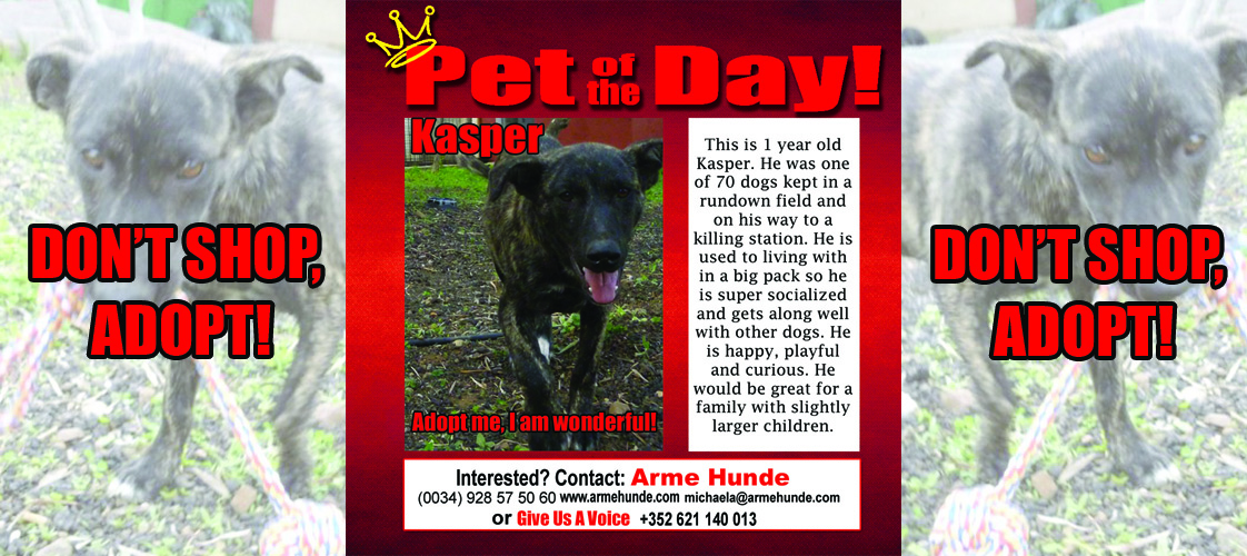 05-08-15 Pet of the Day for website