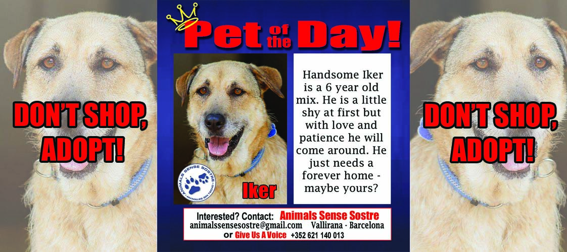05-11-15 Pet of the Day for website