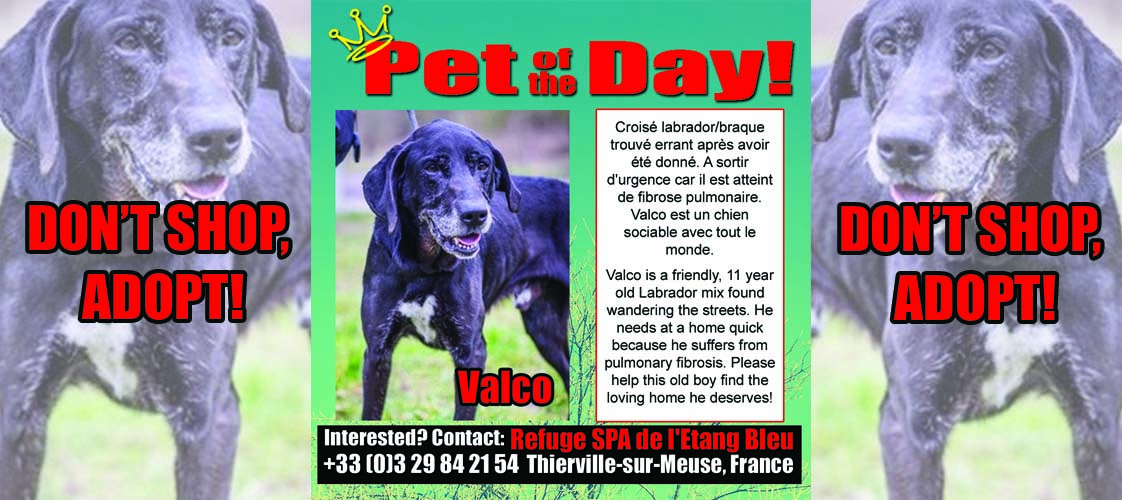 05-12-15 Pet of the Day for website