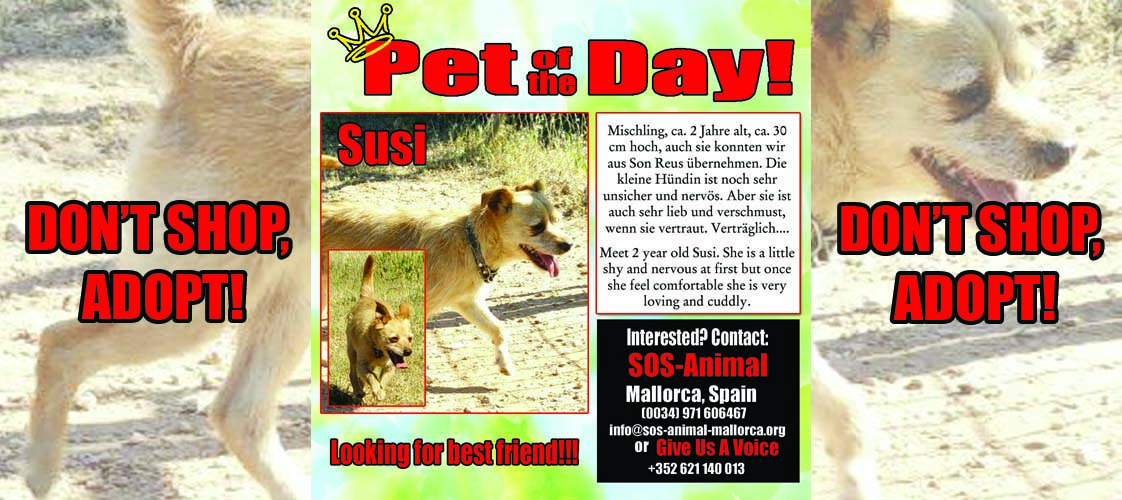 05-13-15 Pet of the Day for website