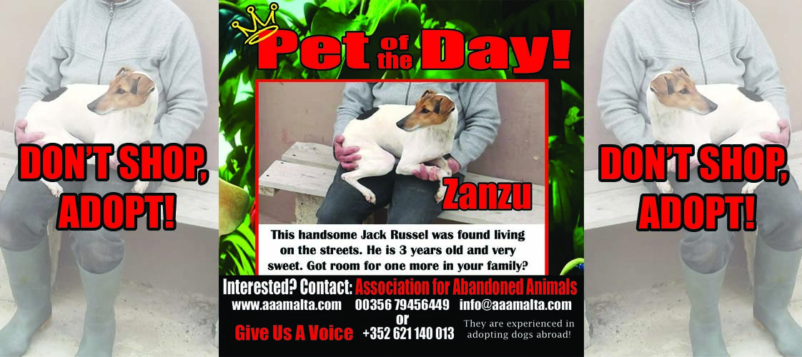 05-15-15 Pet of the Day for website