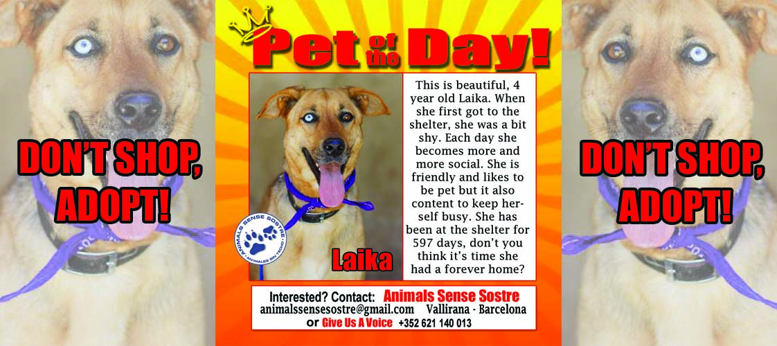 05-19-15 Pet of the Day for website