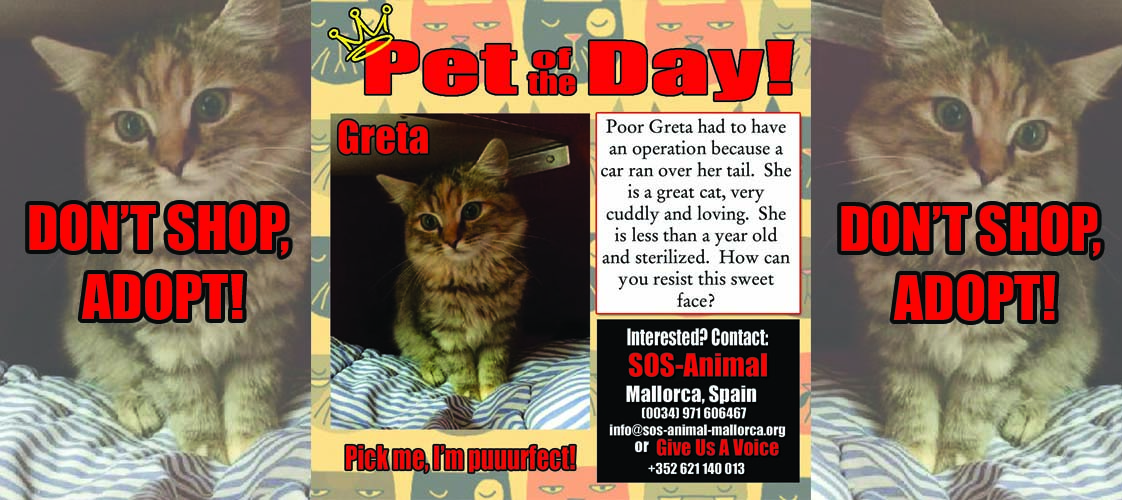 05-20-15 Pet of the Day for website