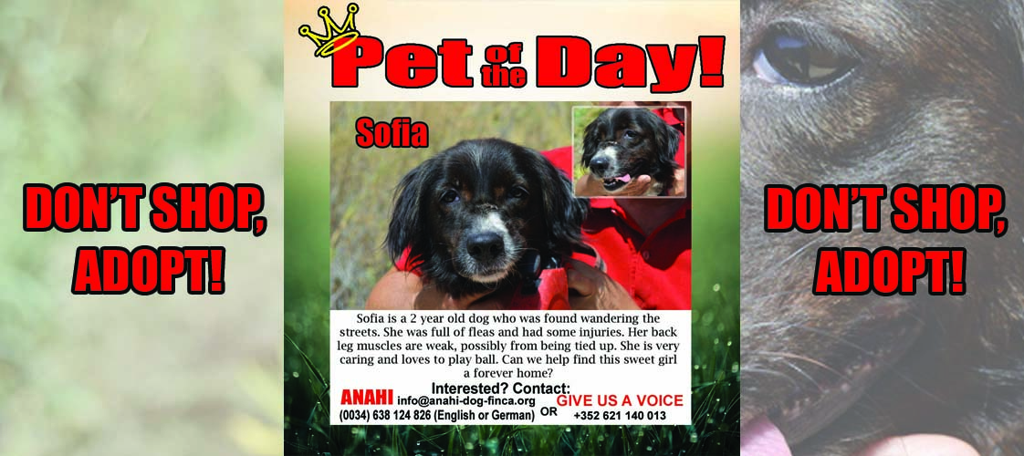 05-28-15 Pet of the Day for website