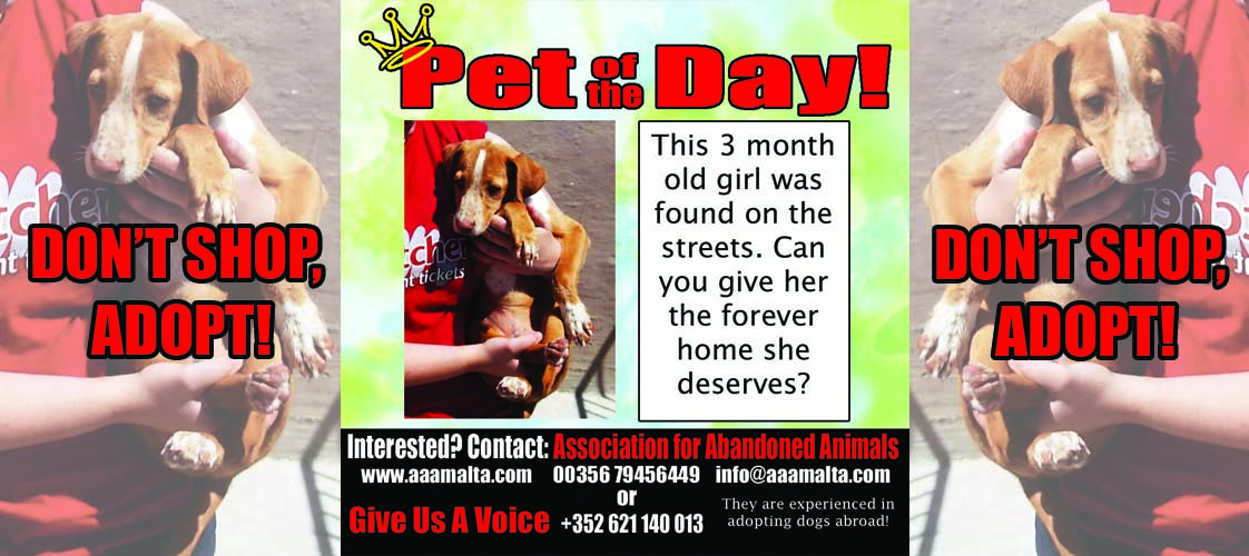 05-29-15 Pet of the Day for website