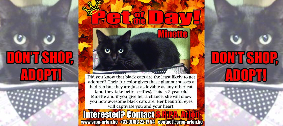 06-02-15 Pet of the Day for website