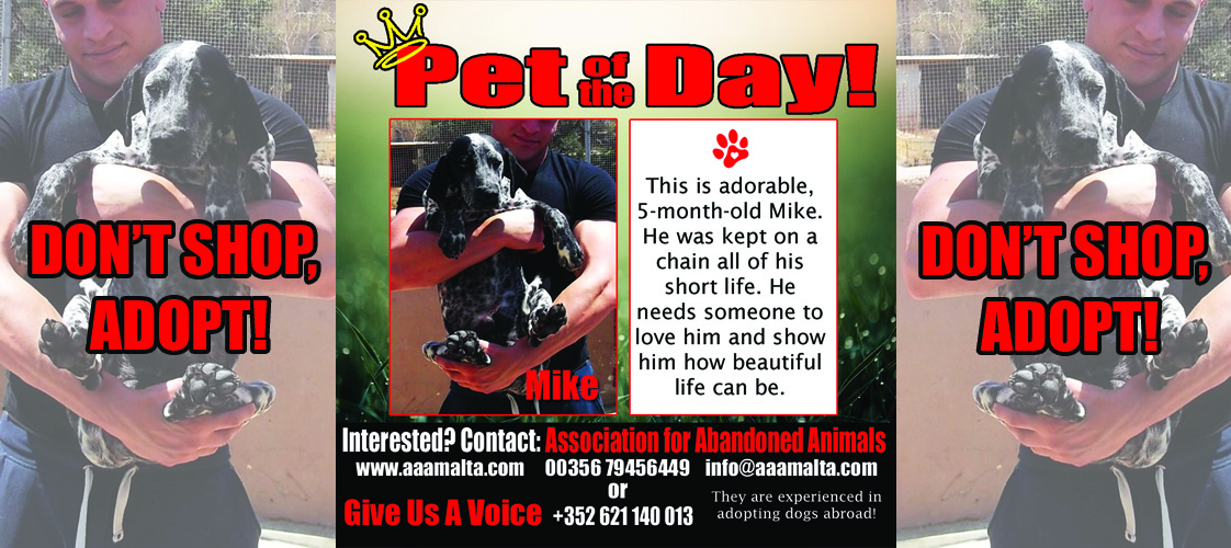 06-03-15 Pet of the Day for website