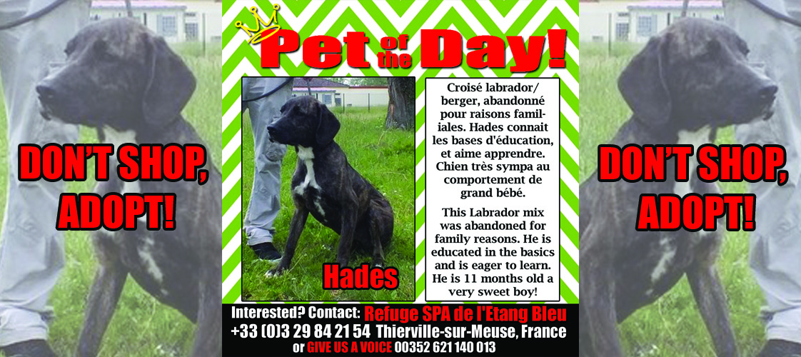 06-04-15 Pet of the Day for website