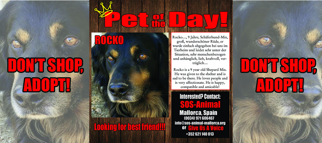 06-05-15 Pet of the Day for website