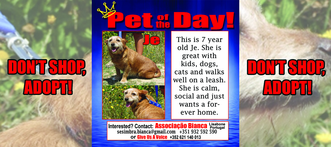 06-09-15 Pet of the Day for website