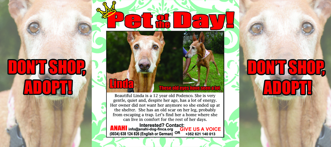 06-10-15 Pet of the Day for website