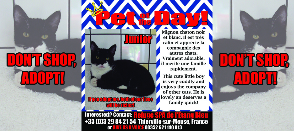 06-11-15 Pet of the Day for website