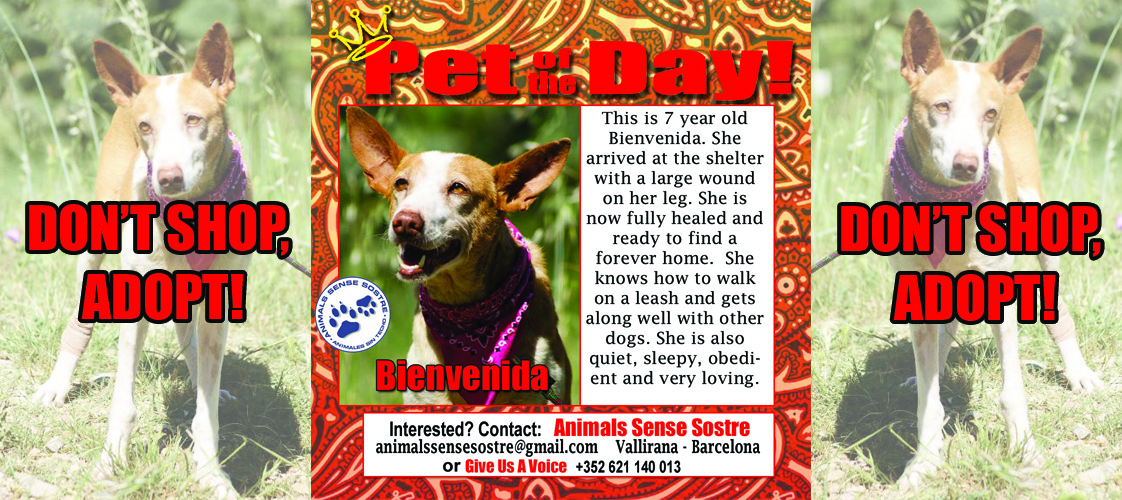 06-12-15 Pet of the Day for website