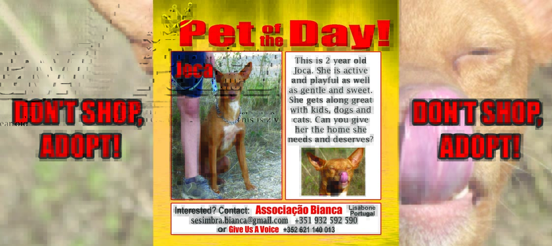 06-15-15 Pet of the Day for website