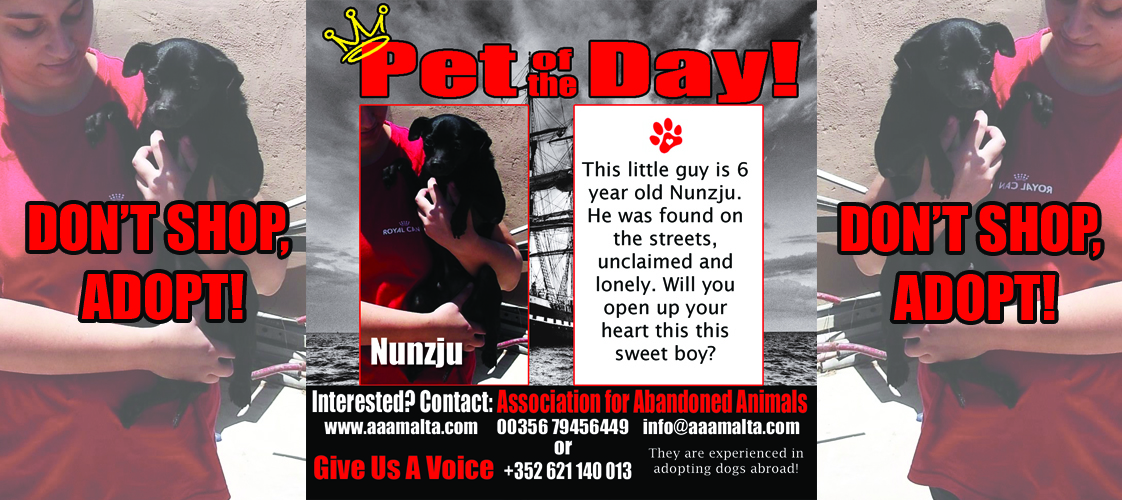 06-18-15 Pet of the Day for website