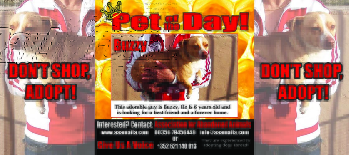 07-03-15 Pet of the Day for website copy