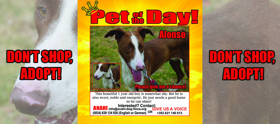 07-06-15 Pet of the Day for website copy