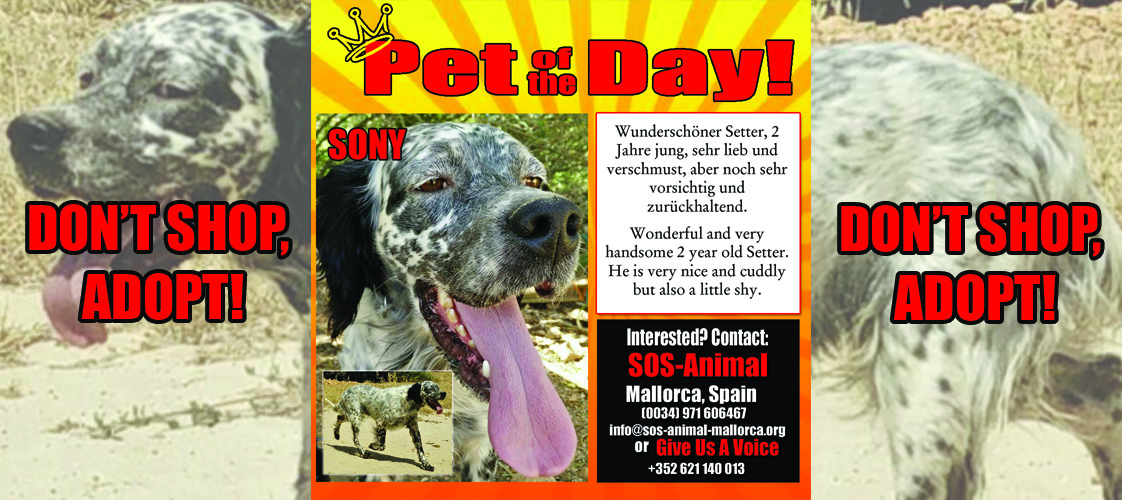 07-08-15 Pet of the Day for website