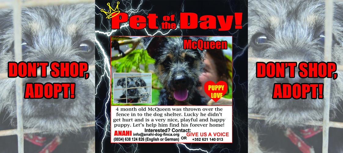 07-09-15 Pet of the Day for website