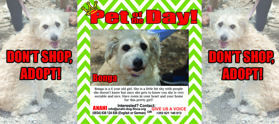 07-27-15 Pet of the Day for website