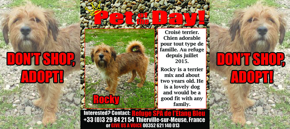 07-30-15 Pet of the Day for website copy