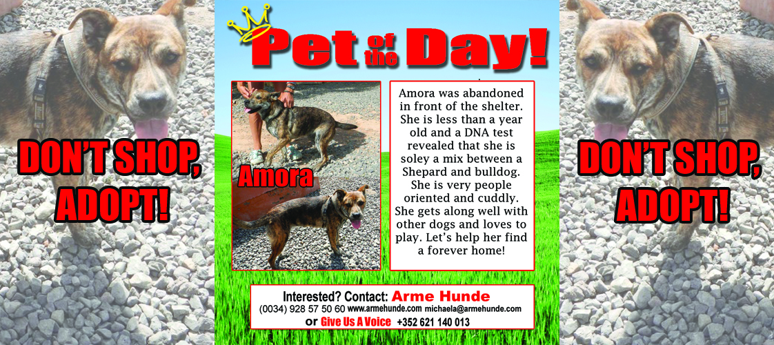 07-31-15 Pet of the Day for website