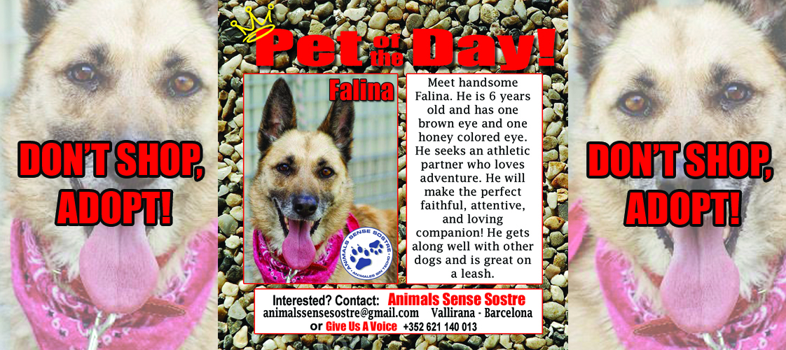 08-03-15 Pet of the Day for website