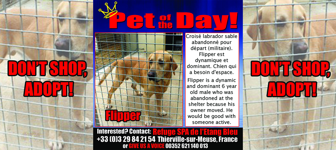 08-13-15 Pet of the Day for website
