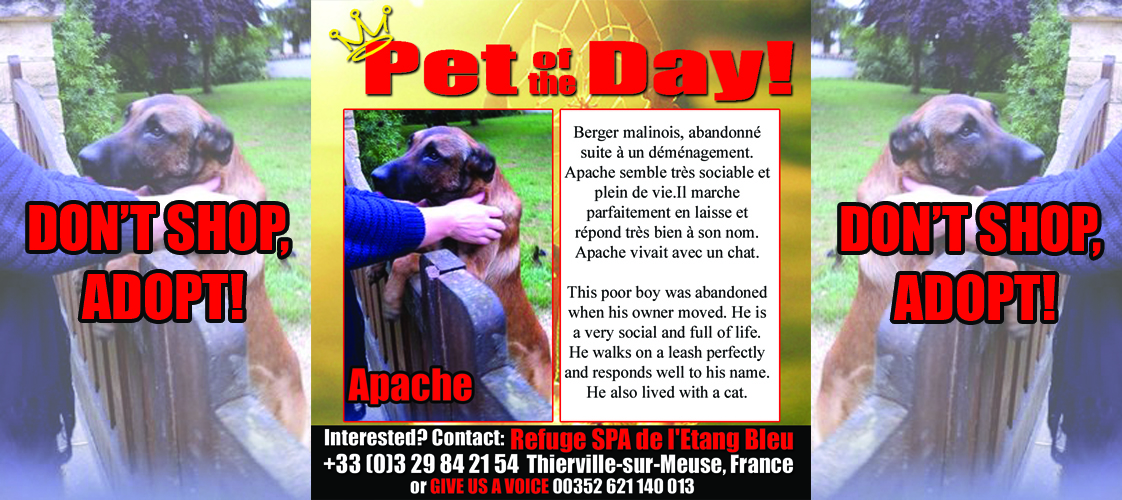 08-27-15 Pet of the Day for website
