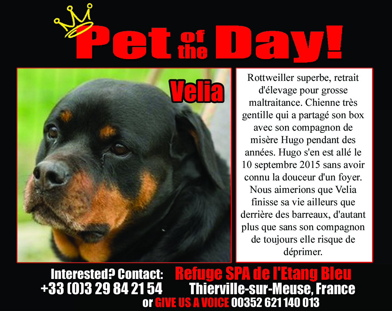 09-17-15 Pet of the Day