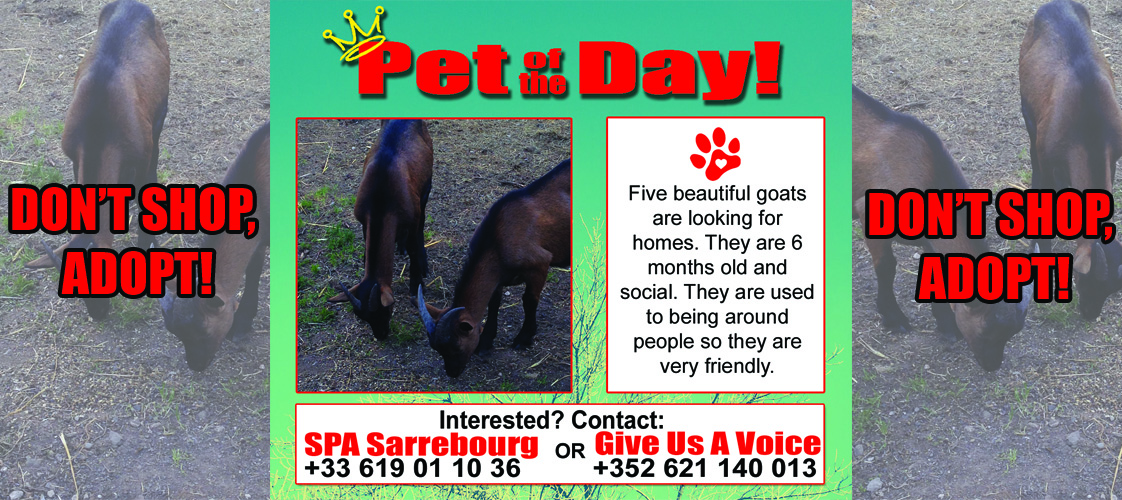10-05-15 Pet of the Day for website