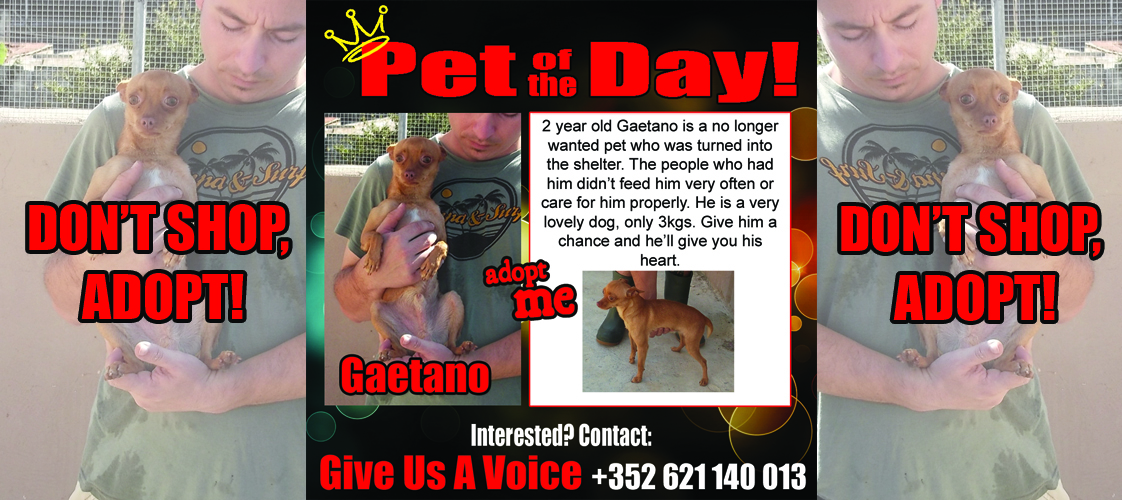 10-30-15 Pet of the Day for website