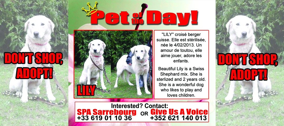 11-04-15 Pet of the Day for website
