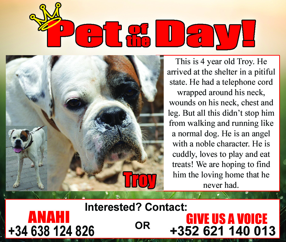 11-06-15 Pet of the Day