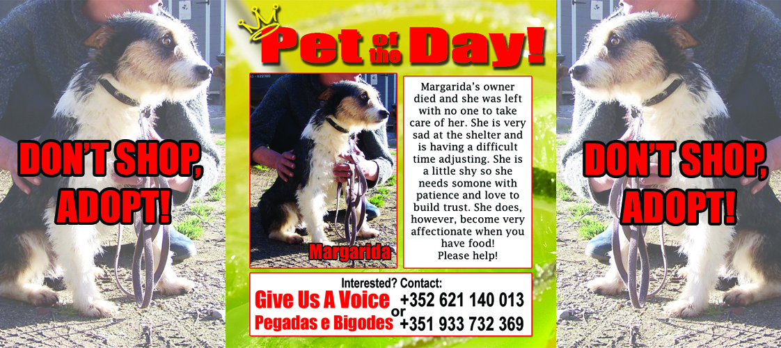 11-13-15 Pet of the Day for website