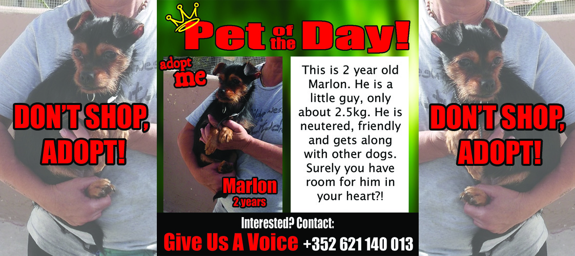 11-16-15 Pet of the Day for website