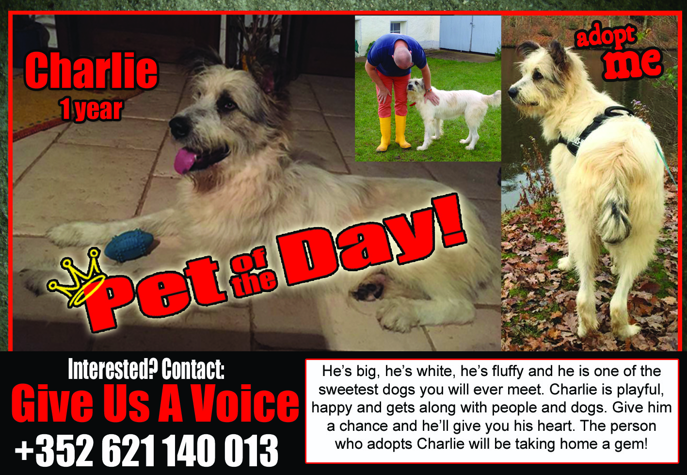 11-19-15 Charlie Pet of the Day copy