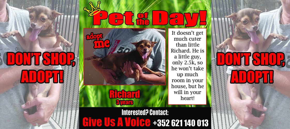 11-24-15 Pet of the Day for website