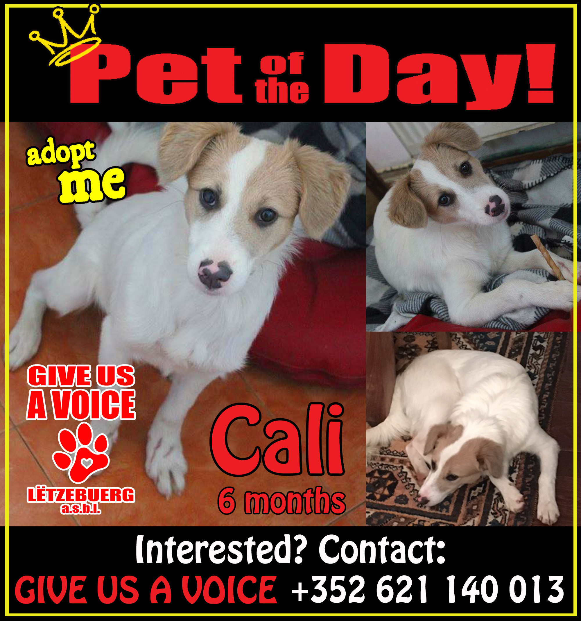 11-26-15 Pet of the Day