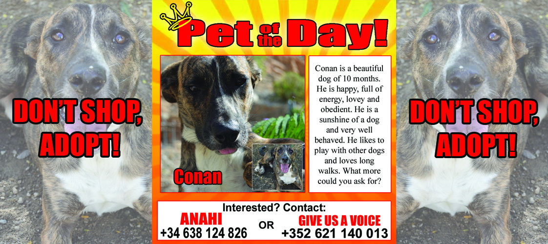 11-27-15 Pet of the Day for website